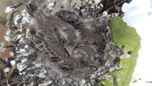 three small birds are laying in a nest with feathers