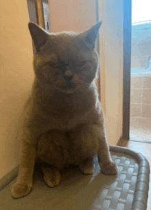 a cat with its eyes closed sits on a wicker tray