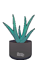 a drawing of an aloe vera plant in a black pot with the word feey below it