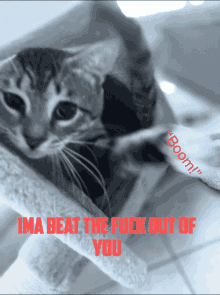 a black and white photo of a cat with the words i 'm a beat the fuck out of you below it