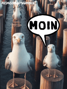 several seagulls standing on wooden posts with a speech bubble that says moin