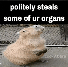 a picture of a capybara with the words politely steals some of ur organs above it