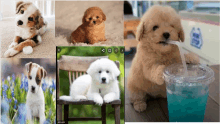 a collage of pictures of puppies including one drinking a drink