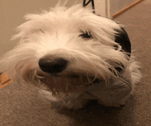 a small white dog wearing a black and white jacket