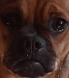 a close up of a dog 's face with a sad look on his face