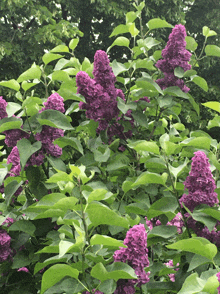 a bush of purple flowers with green leaves