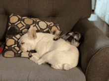 two dogs laying on a couch with a pillow