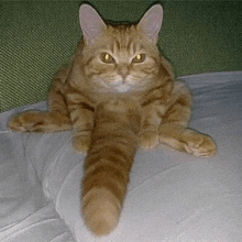 a cat with a long tail is laying on a pillow on a couch .