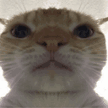 a close up of a cat looking at the camera