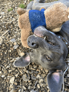 a dog wearing a blue shirt is laying on its back with a teddy bear