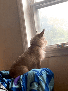 a small dog looking out a window with a blue blanket