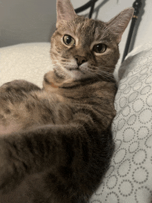 a cat laying on a bed with a patterned blanket