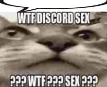 a close up of a cat 's face with a speech bubble above it that says `` wtf discord sex '' .