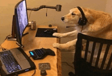 a dog wearing headphones is sitting at a desk with a laptop .