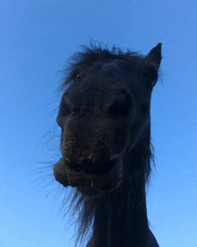 a close up of a horse 's nose with a blue sky in the background