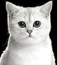 a close up of a white cat with green eyes looking at the camera on a black background .