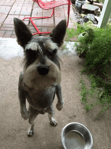 a dog standing on its hind legs next to a bowl