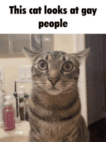 a cat looking at the camera with the caption " this cat looks at gay people " above it