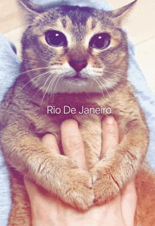 a cat is being held by a person with rio de janeiro written on the bottom