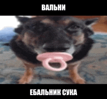 a close up of a dog with a pacifier in its mouth with a caption in russian