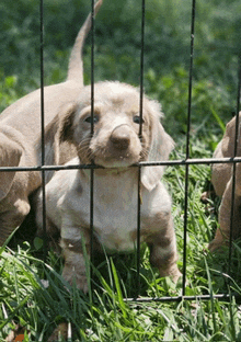 a puppy is behind a fence looking out