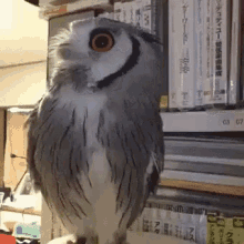 a gray and white owl sitting on top of a shelf of books with the number 03 07 on it