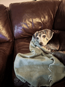 a dog is laying on a brown leather couch