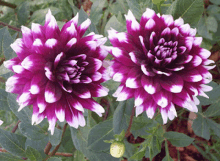 two purple and white flowers are surrounded by greenery