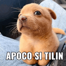 a small brown puppy sitting on someone 's lap with the caption apoco si tilin above it