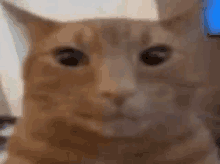 a close up of a cat 's face with a blurry background .