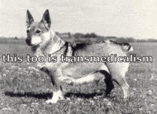 a black and white photo of a dog in a field with the words this too is transmedicalism below it .