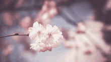 a close up of a pink flower against a blue sky