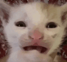 a close up of a white cat making a funny face .