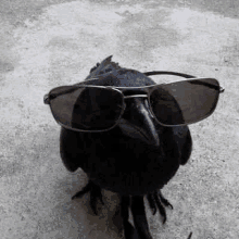 a black crow wearing sunglasses is sitting on the ground .