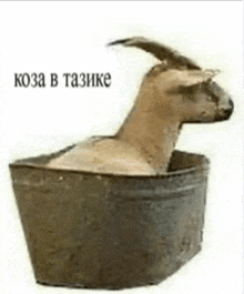 a goat is sitting in a metal bucket with the words koza in tazike above it .