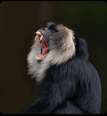 a black monkey with its mouth wide open