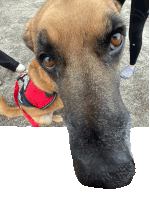 a close up of a dog 's face with a red ball in its mouth and a harness that says julius collar