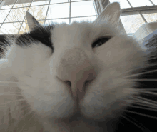 a close up of a black and white cat 's face