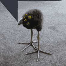 a black bird with yellow eyes standing on a gray carpet