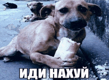 a dog is holding a piece of bread with the words " иди нахуй " on the bottom