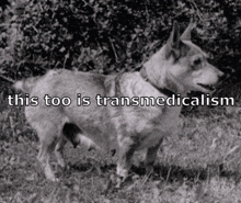 a black and white photo of a dog with the words this too is transmedicalism above it