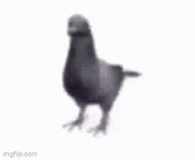 a pigeon is standing on a white background and looking at the camera .