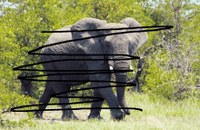 a drawing of an elephant with black lines going through it