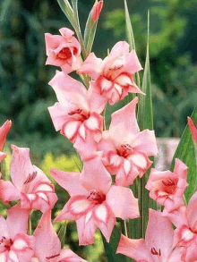 a close up of a pink flower with a red center