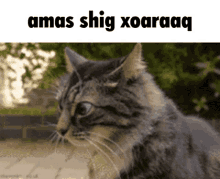 a close up of a cat with the words " ama shg xoaraaq " on the bottom