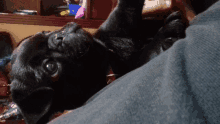 a black puppy laying on a person 's lap