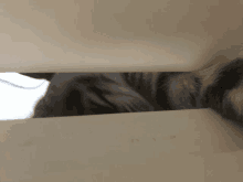 a cat is looking through a hole in a box