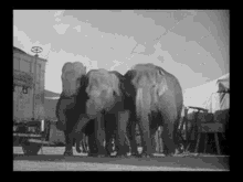 a black and white photo of three elephants standing next to each other in front of a circus tent .