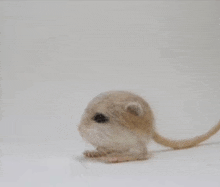 a small mouse is sitting on a white surface .