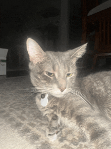 a cat with a tag around its neck is laying down on the floor